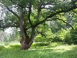 Дуб Леммйыэ