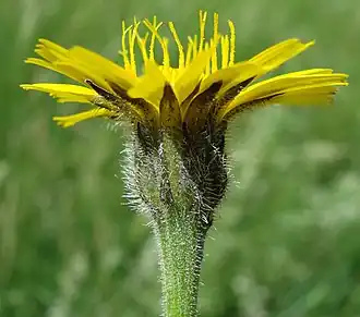 Кульбаба щетинистая, корзинка
