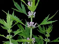 Leonurus cardiaca