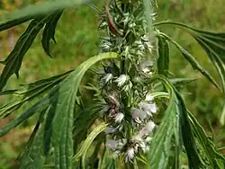 Leonurus glaucescens