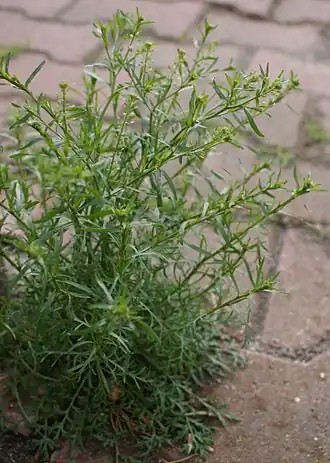 Клоповник мусорный (Lepidium ruderale)