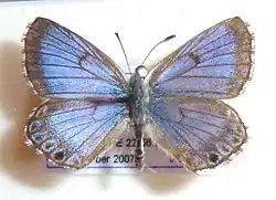 Lepidochrysops balli