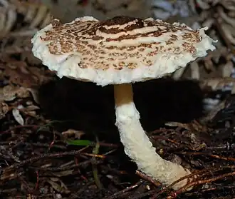 Лепиота вздутоспоровая (Lepiota magnispora)