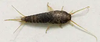 Обыкновенная чешуйница (Lepisma saccharina)