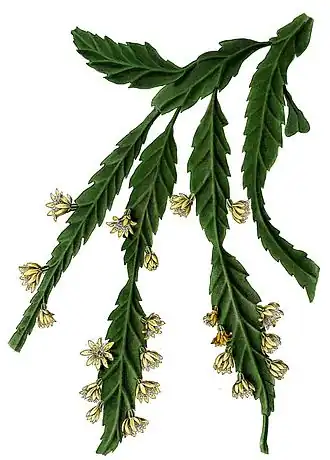 Lepismium houlletianum. Ботаническая иллюстрация из книги Blühende Kakteen (Iconographia Cactacearum) (1904)