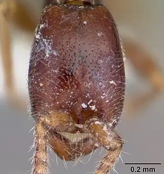 Leptanilloides legionaria