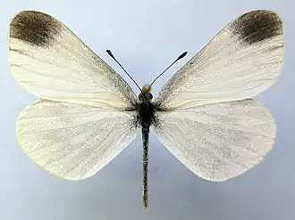 Беляночка ирландская