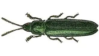 Leptispa filiformis
