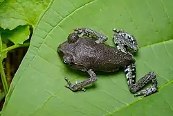 Северовьетнамская чесночница