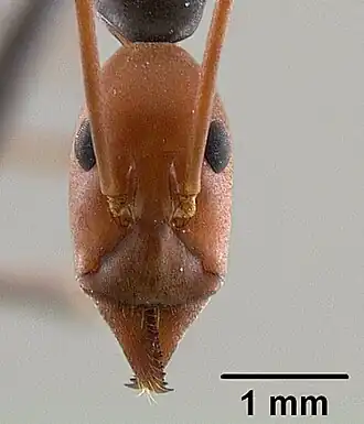Муравей Leptomyrmex erythrocephalus