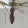 Leptomyrmex lugubris