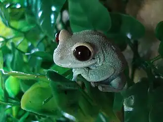 Танганьикская древесница