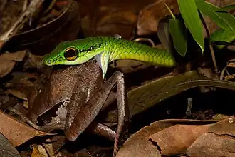 Бежука (Leptophis ahaetulla)проглатывает Craugastor gollmeri
