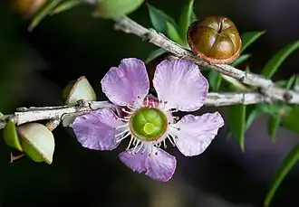 Leptospermum squarrosum