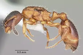 Муравей Leptothorax acervorum