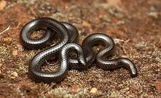 Leptotyphlops sylvicolus