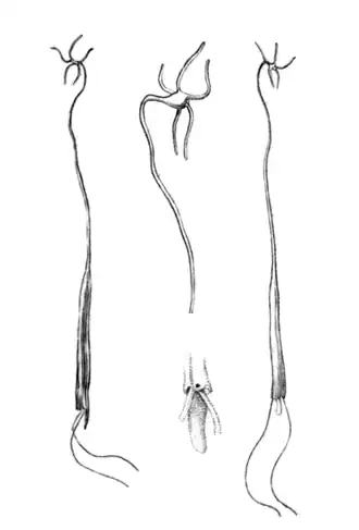 Половозрелая самка