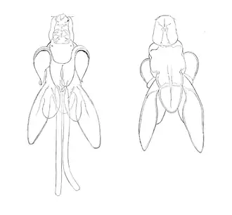 Взрослая самка (c брюшной и спинной стороны)