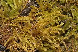 Лескеа многоплодная