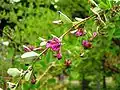 Леспедеца кривокистевая (Lespedeza cyrtobotrya)