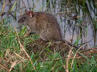 Bandicota bengalensis