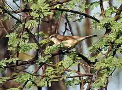Славка-завирушка в национальном парке Кеоладео, Индия