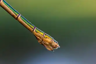 Окраска брюшка