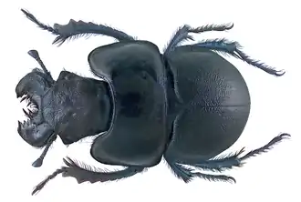 Самец Lethrus apterus