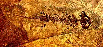 Отпечаток Discosauriscus austriacus