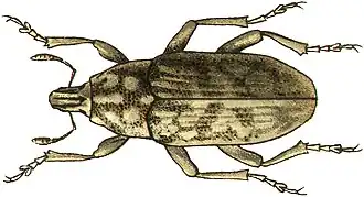 Leucomigus candidatus