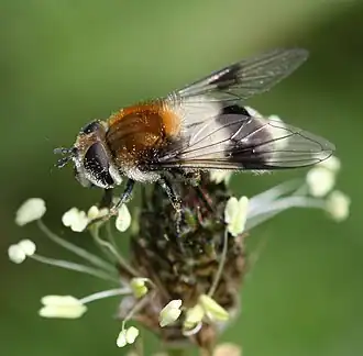 Leucozona lucorum