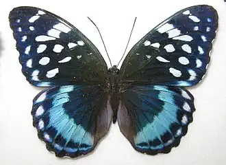 Lexias satrapes (самец)