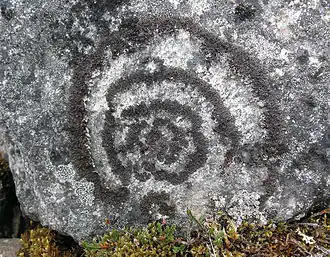 Арктопармелия центробежная