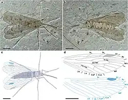 Lichnomesopsyche prochorista