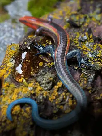 Реконструкция. Части тела, не представленные в доступных материалах, изображены размытыми.