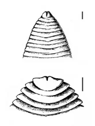 Передний конец тела Ligula intestinalis (сверху)