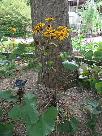 Бузульник зубчатый, сорт Britt-Marie Crawford