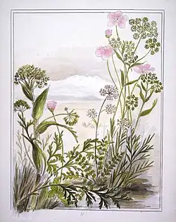 Ligusticum intermedium, Ligusticum aromaticum, Ligusticum piliferum