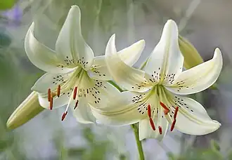 Lilium 'Sweet Surrender' Россия. Владимирская область