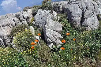 Общий вид группы цветущих растений. Корсика