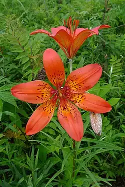 Лилия пенсильванская