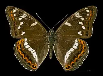 Limenitis populiLimenitidinae