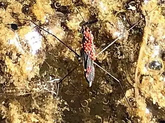 Limnochares aquatica на клопе-водомерке