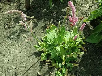 Подорожникоцветник Суворова