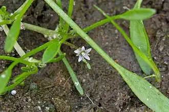 Лужница водяная