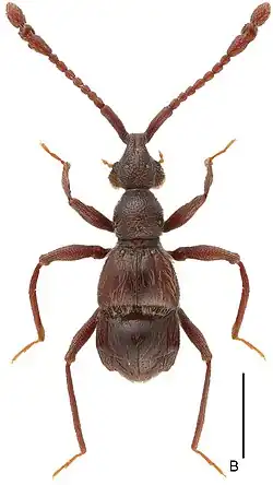 L. geneolatus