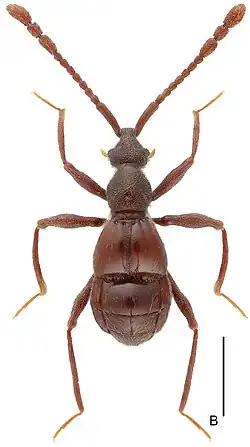 L. mulunensis
