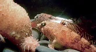 Самец Lindbergichthys nudifrons: о. Кинг-Джордж, Ю. Шетландские о-ва