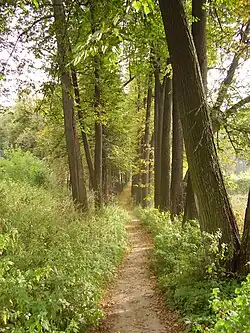 Фрагмент липовой аллеи у реки Рожайка