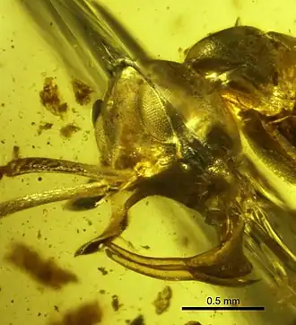 Голова и мандибулы Linguamyrmex vladi в янтаре